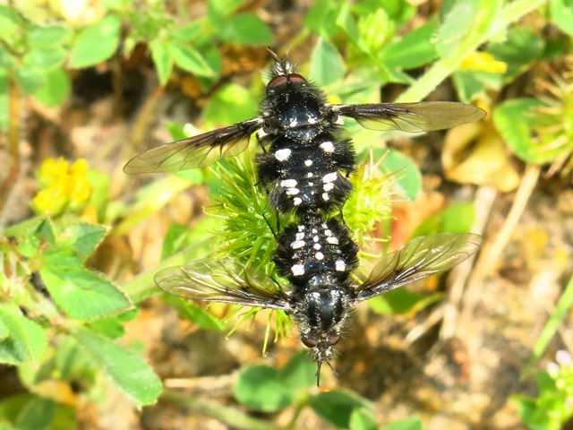 Bombylella atra in dolce momento